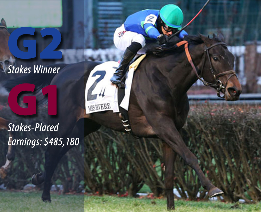 NAY LADY NAY - Multiple GSW & Grade 1-Placed